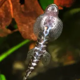 Strawberry Spot Sucker Loach, photo 9