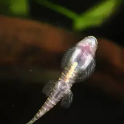 Strawberry Spot Sucker Loach, photo 10
