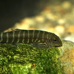 Strawberry Spot Sucker Loach, photo 11