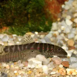 Strawberry Spot Sucker Loach, photo 12