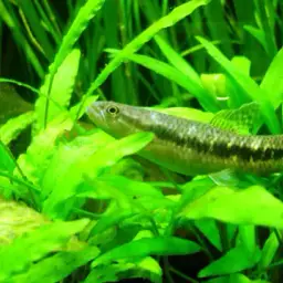 Red Wolf Fish, photo 2