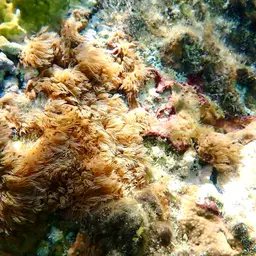 Encrusting Gorgonian, photo 1