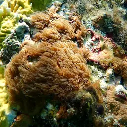 Encrusting Gorgonian, photo 2