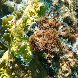Encrusting Gorgonian, photo 3