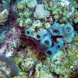 Encrusting Gorgonian, photo 4
