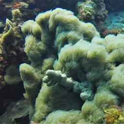 Encrusting Gorgonian, photo 5