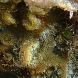 Encrusting Gorgonian, photo 6
