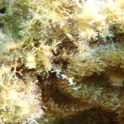 Encrusting Gorgonian, photo 7