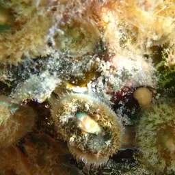 Encrusting Gorgonian, photo 8