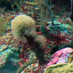 Encrusting Gorgonian, photo 9
