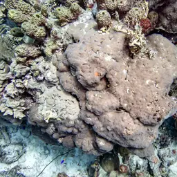 Encrusting Gorgonian, photo 10