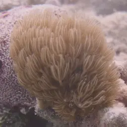 Encrusting Gorgonian, photo 11