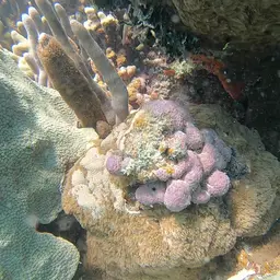 Encrusting Gorgonian, photo 12
