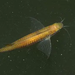 Flying Barb, photo 2