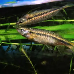 Flying Barb, photo 1