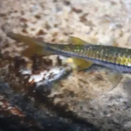 Flying Barb, photo 3