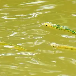 Flying Barb, photo 5