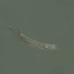 Flying Barb, photo 7