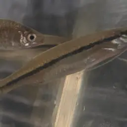 Flying Barb, photo 8
