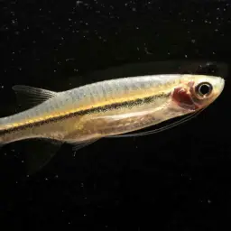 Flying Barb, photo 1