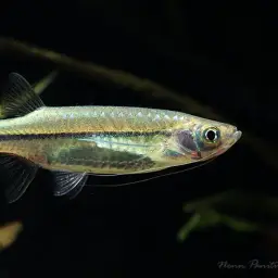 Striped Flying Barb, photo 1