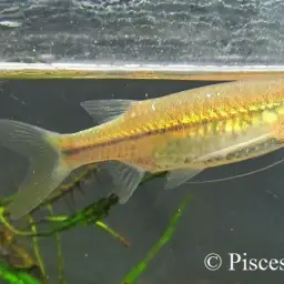 Striped Flying Barb, photo 2