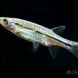 Striped Flying Barb, photo 3