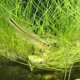 Striped Flying Barb, photo 4