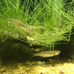 Striped Flying Barb, photo 5