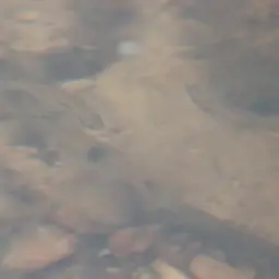 Striped Flying Barb, photo 7