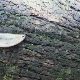 Striped Flying Barb, photo 8