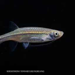 Striped Flying Barb, photo 10