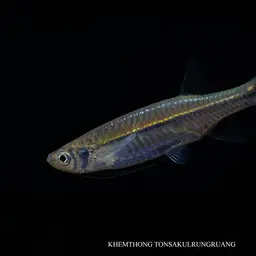 Striped Flying Barb, photo 11