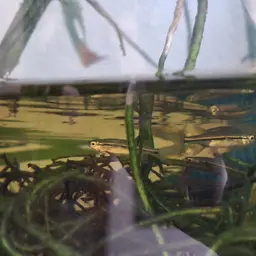 Striped Flying Barb, photo 12