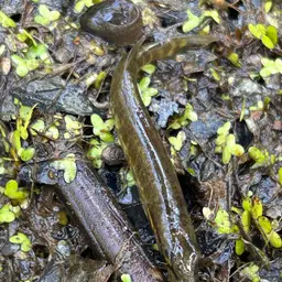 Redfin Pickerel
