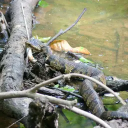 Redfin Pickerel, photo 2