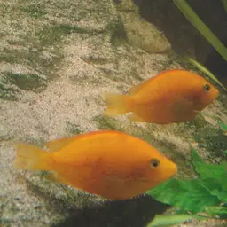 Orange Chromide, photo 1