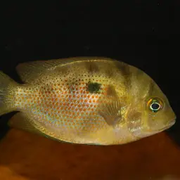 Orange Chromide, photo 3