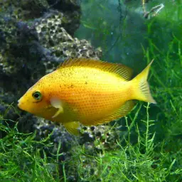 Orange Chromide, photo 11