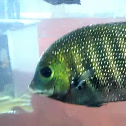 Pearlspot Cichlid, photo 1