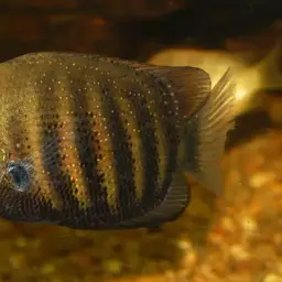Pearlspot Cichlid, photo 2