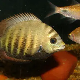 Pearlspot Cichlid, photo 3