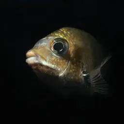 Pearlspot Cichlid, photo 4