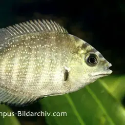 Pearlspot Cichlid, photo 5