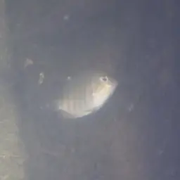 Pearlspot Cichlid, photo 6