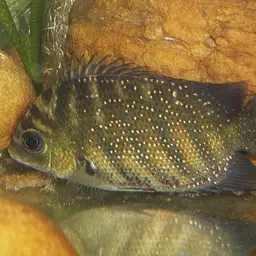 Pearlspot Cichlid, photo 9