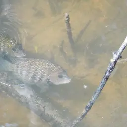 Pearlspot Cichlid, photo 10