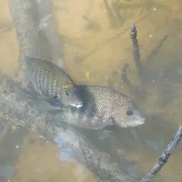 Pearlspot Cichlid, photo 11