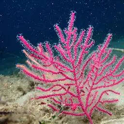 Sea Fan, photo 1