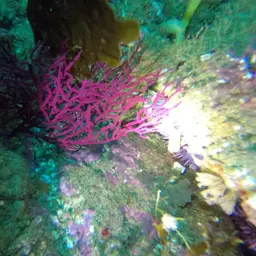 Sea Fan, photo 2